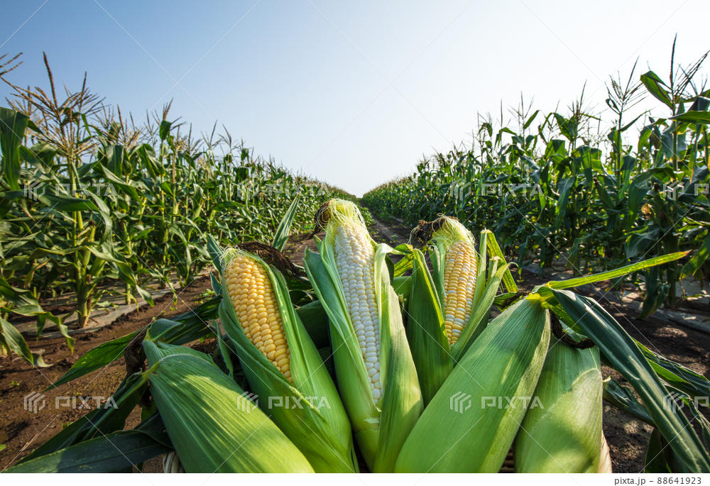 Vast Farms with Vegetables and Livestock